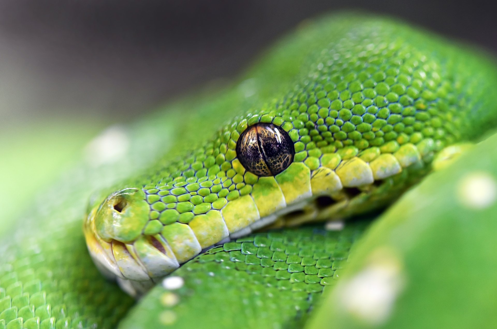 Setup a Python Development Environment cover image